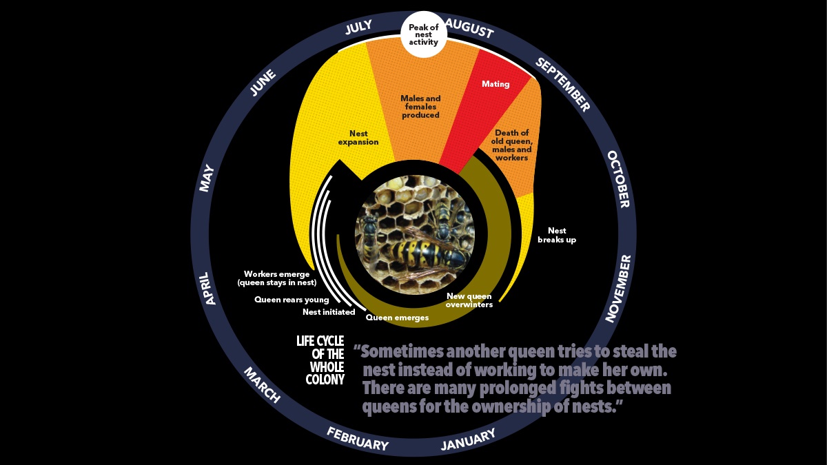 wasp season cycle